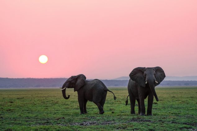 Os resultados também abrem caminho para novas pesquisas sobre como essas defesas naturais podem inspirar tratamentos mais eficazes para os seres humanos (Foto: Unsplash)