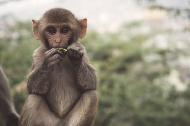 A estatal Ceylon Electricity Board (CEB), responsável pela distribuição de eletricidade, pediu desculpas pelo transtorno, mas não explicou como um único incidente teve impacto tão amplo (Foto: Unsplash)