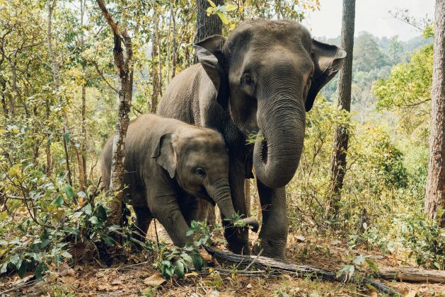 Pesquisadores identificam que esses animais não são tão protegidos contra a doença quanto se imaginava (Foto: Unsplash)