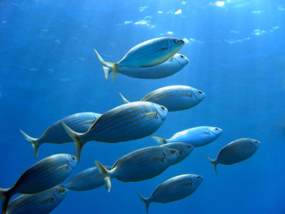 Peixes estão em processo de encolhimento por causa das mudanças climáticas (Foto: iStock)