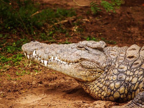 As autoridades locais pediram o fechamento imediato do local, que operava há 36 anos sem pagar impostos. Além do risco para a população, o caso despertou preocupação em Cingapura, que também foi alertada sobre a situação (Foto: Pexels)