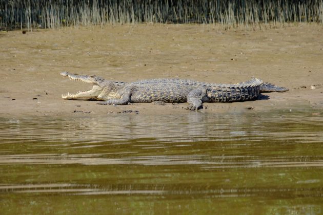 A fuga ocorreu em 13 de janeiro, quando fortes chuvas causaram o colapso das cercas ao redor do lago de reprodução. Desde então, uma força-tarefa foi montada para capturar os animais (Foto: Pexels)