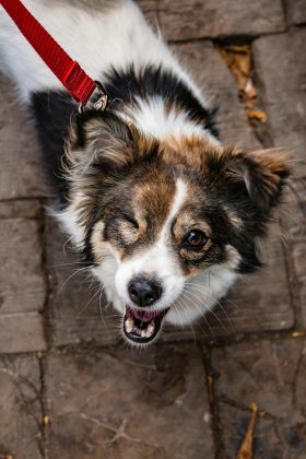 Estudo sugere que cachorros dão uma "piscadinha" para criar laços com outros cães (Foto: Pexels)