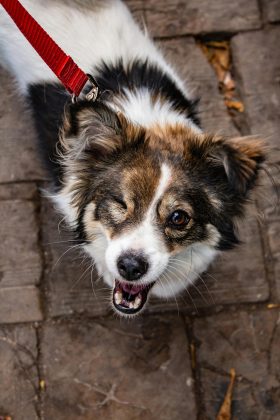 Para testar a teoria, pesquisadores da Universidade de Parma analisaram vídeos de cães de diferentes raças. Nas gravações, eles olhavam fixamente para a câmera enquanto estavam distraídos com brinquedos e petiscos. Em outros momentos, os cães piscavam ou lambiam o próprio nariz, um sinal associado à ansiedade (Foto: Pexels)