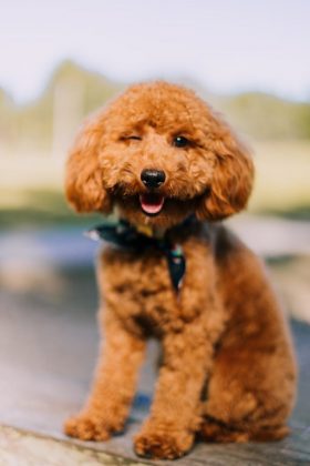 Canori acredita que a maior frequência de piscadas pode indicar que os cães imitam o comportamento. No entanto, ainda não se sabe se eles piscaram sincronizadamente com os vídeos. Para o veterinário Daniel Mills, esse comportamento reflexivo pode ser uma forma evolutiva de comunicação entre os cães (Foto: Pexels)