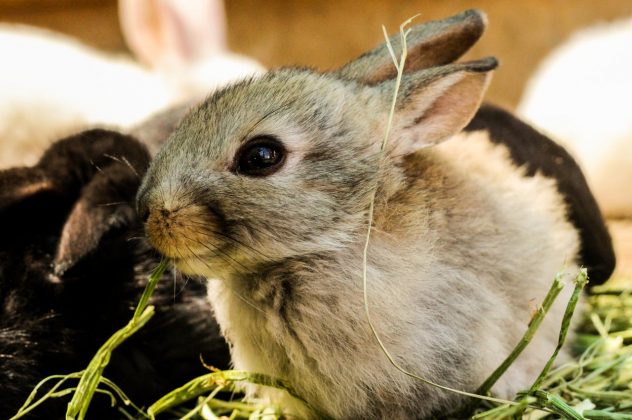 Coelhos precisam de grandes quantidades de cálcio para manter a saúde, já que seus dentes crescem durante toda a vida (Foto: Pexels)