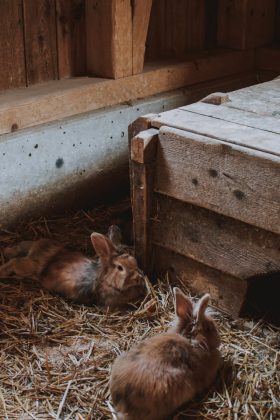 A pesquisa da Universidade de Zurique revela que, ao mastigar a dieta fibrosa, os dentes dos coelhos formam um pó dental. Esse pó seria ingerido junto com a comida, fornecendo cálcio adicional (Foto: Pexels)