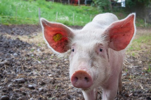 Em experimento inédito, cientistas cultivam dentes humanos em filhote de porco (Foto: Pexels)