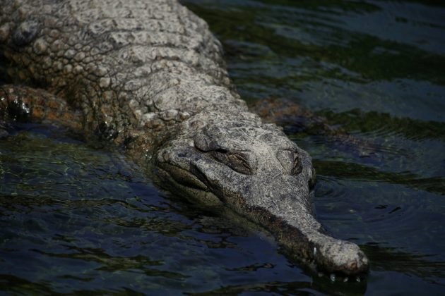 Moradores de Batam, na Indonésia, vivem dias de medo após a fuga de 105 crocodilos de uma fazenda na Ilha Bulan (Foto: Pexels)