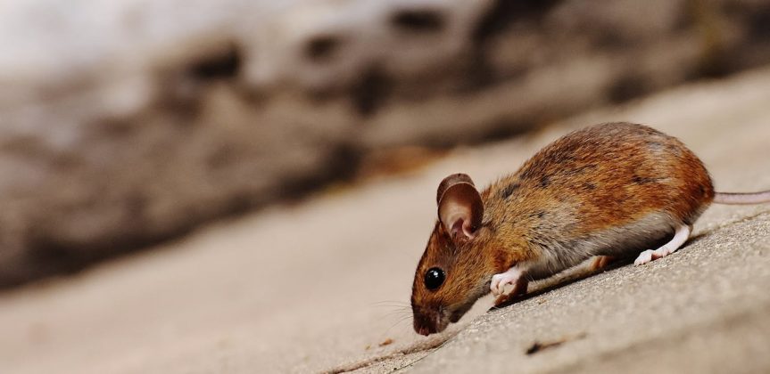 Isso se deve à alta densidade humana, urbanização intensificada e, principalmente, ao aumento das temperaturas globais (Foto: Pexels)