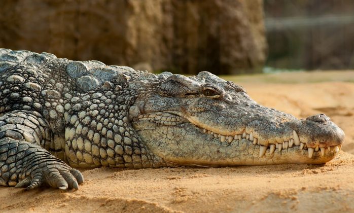 Segundo a administração da fazenda, apenas um crocodilo segue solto. No entanto, as autoridades duvidam dessa informação e exigem que a empresa continue as buscas (Foto: Pexels)