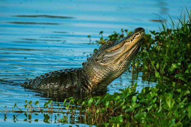 A fazenda, administrada pela PT Perkasa Jagat Karunia, abrigava cerca de 800 crocodilos de água salgada. Os répteis eram criados para a produção de artigos de couro, como bolsas e cintos (Foto: Pexels)