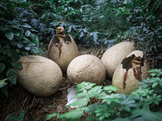 A análise das cascas revelou informações importantes sobre os dinossauros da região. Os cientistas não conseguiram associar diretamente os ovos a espécies específicas, então se concentraram nas características externas das cascas. Eles realizaram também análises microscópicas para estudar a espessura e a microestrutura interna, buscando pistas para determinar a origem dos ovos (Foto Ilustrativa: Pexels)