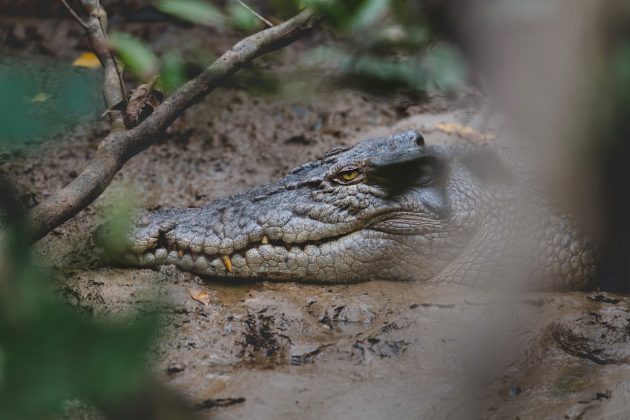 Moradores ficam apavorados após a fuga de 105 crocodilos de uma fazenda na Indonésia (Foto: Pexels)