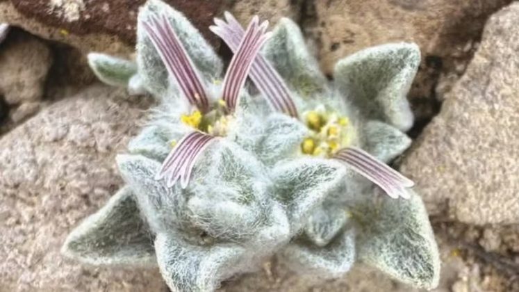 Pesquisadores identificaram uma nova espécie vegetal no árido deserto do Texas, nos Estados Unidos (Foto: X)