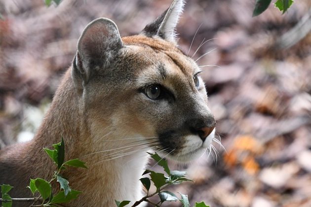 Testemunhas relataram que o puma subiu em uma árvore após o ataque. (Imagem: pixabay)