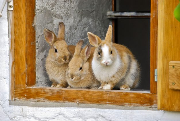 O estudo foi feito com oito coelhos-europeus fêmeas, e os cientistas observaram que o cálcio dos dentes era mais aproveitado do que o dos alimentos (Foto: Pixabay)