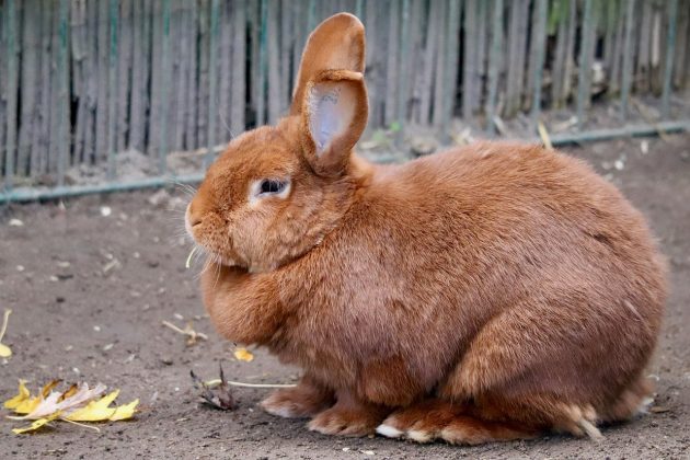 Até agora, acreditava-se que esses animais conseguiam esse mineral principalmente com folhas verdes. No entanto, um novo estudo sugere que eles podem obter cálcio de outra fonte: seus próprios dentes (Foto: Pixabay)