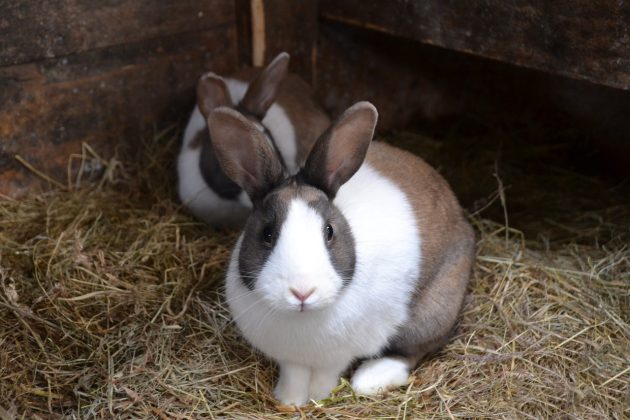 Os resultados mostraram que os coelhos absorveram mais cálcio de seus próprios dentes do que da ração oferecida. Enquanto os coelhos que receberam suplemento absorveram 20%, os que mantiveram a dieta normal absorveram 33% do cálcio dos dentes (Foto: Pixabay)