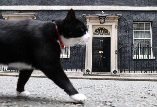 O confronto mais emblemático ocorreu em 2016, quando uma briga entre os dois levou Larry a precisar de atendimento veterinário (Foto: X)