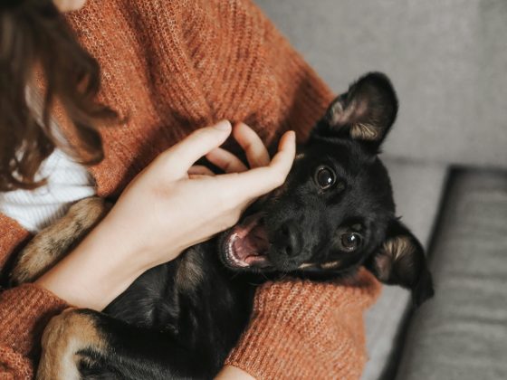 Quem tem um cachorro sabe: basta um carinho na barriga para ele se contorcer de felicidade (Foto: Unsplash)