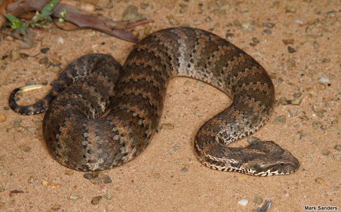 O animal, pertencente ao grupo das víboras mais perigosas do mundo, surpreendeu ao produzir o dobro de veneno em comparação com outros exemplares (Foto: X)