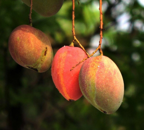 "No ano passado, o pé produziu apenas quatro frutas." (Imagem: reprodução Instagram)