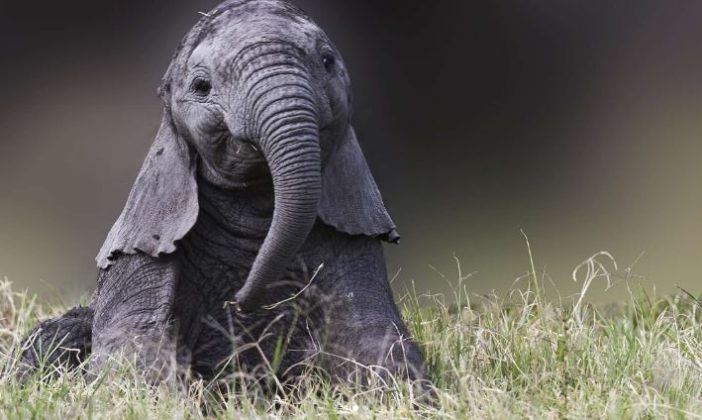 Bebês elefantes usam suas trombas para pegar objetos e investigar o ambiente. (Imagem: reprodução instagram)