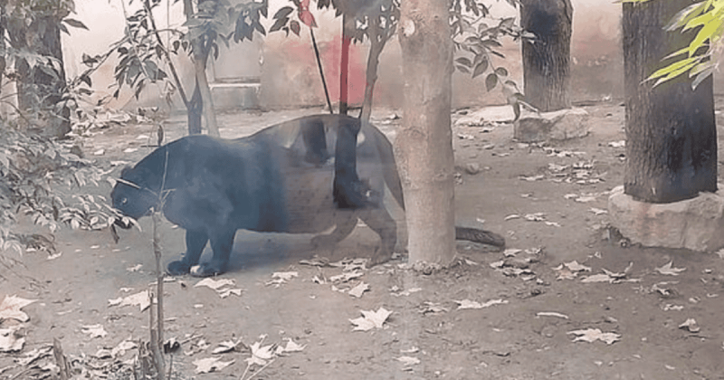 Pantera acima do peso em zoológico chinês desperta preocupação (Foto: X)