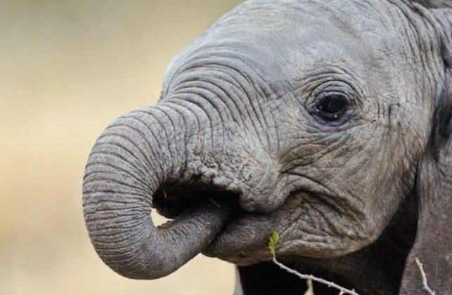 Bebês elefantes chupam suas trombas para se acalmarem, assim como humanos fazem com os polegares. (Imagem: reprodução instagram)