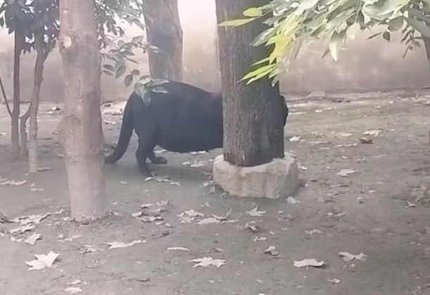 A aparência do felino também gerou reações entre visitantes, que esperavam ver um predador imponente e saudável (Foto: X)