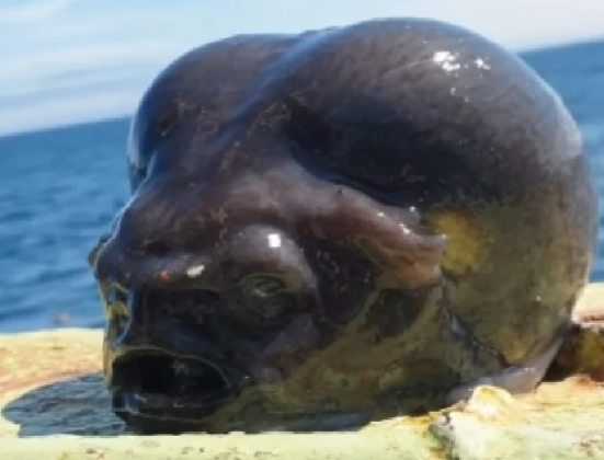 O animal é um Aptocyclus ventricosus, popularmente conhecido como peixe-lapa-liso. Esse peixe habita as profundezas do Oceano Pacífico, podendo ser encontrado a até 1.700 metros abaixo da superfície (Foto: X_)