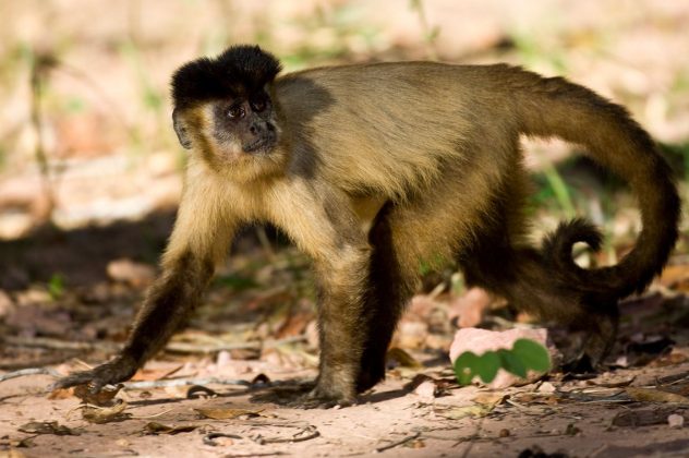 Acredita-se que o macaco utilizava cabos elétricos para se locomover e entrava nas residências em busca de comida (Foto: X)