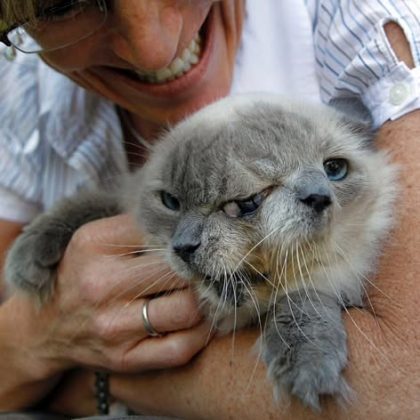 Gatos Janus nascem com duas faces, duas bocas e até dois olhos. (Imagem: reprodução instagram)