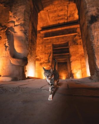 Trata-se de Cece, uma gata que, aos poucos, conquistou seu espaço e hoje circula com naturalidade por um dos sítios arqueológicos mais impressionantes do país (Foto: Instagram)