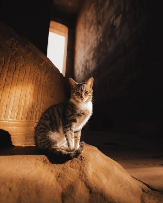 Em outros momentos, repousa junto às esculturas e baixos-relevos, parecendo contemplar os registros do passado (Foto: Instagram)