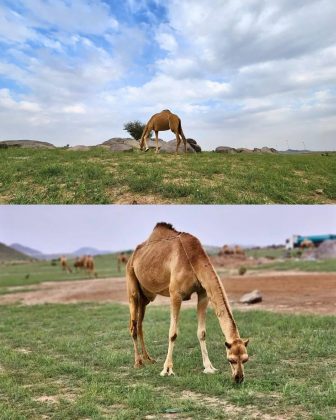 Chuvas intensas desde 2022 fizeram o deserto florescer perto de Meca e Medina. (Imagem: reprodução instagram @im_hfd)