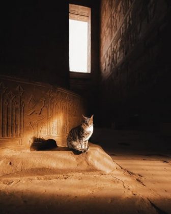 Funcionários e visitantes já se acostumaram à sua presença, e muitos chegam a considerá-la uma espécie de mascote espiritual do local (Foto: Instagram)