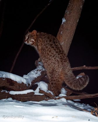 Com habilidades excepcionais, o Gato da Floresta Amur é um excelente nadador e escalador. (Imagem: reprodução instagram)