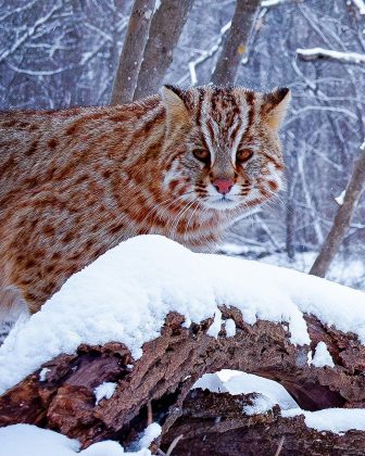 O Gato da Floresta Amur é uma subespécie rara encontrada no Extremo Oriente Russo e na China. (Imagem: reprodução instagram)