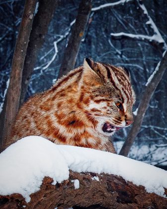 Esses felinos são extremamente discretos, o que torna os avistamentos na natureza muito raros. (Imagem: reprodução instagram)