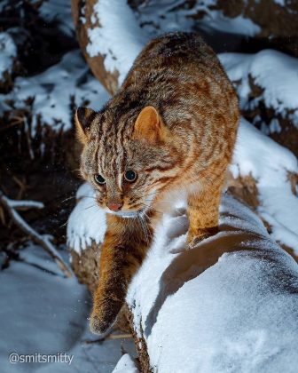 Cada gato da espécie possui listras únicas na testa, facilitando sua identificação. (Imagem: reprodução instagram)