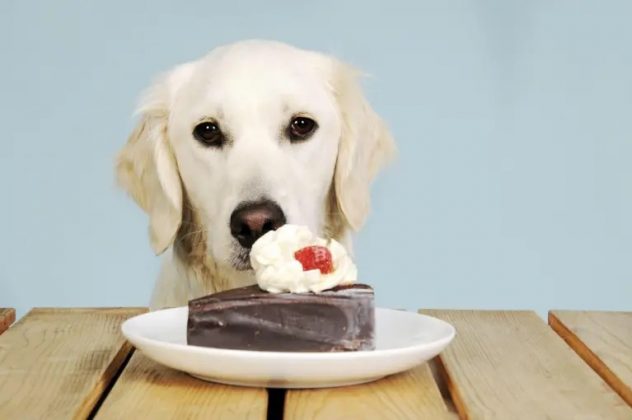 Chocolate pode matar cachorros? Entenda o perigo (Foto: Pixabay)