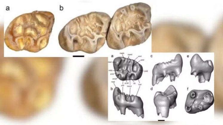 A descoberta surpreendeu os cientistas, pois esse gênero de esquilos era exclusivo da Eurásia. Até então, nunca haviam sido encontrados fósseis dele na América do Norte (Foto: Montserrat Grau-Camats et al)