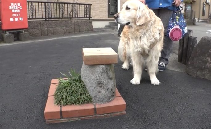 Pequeno o suficiente para caber em uma folha de jornal, ele conta com um pedaço de grama, algumas placas de pedra e um banco para descanso (Foto: Reprodução/YouTube)