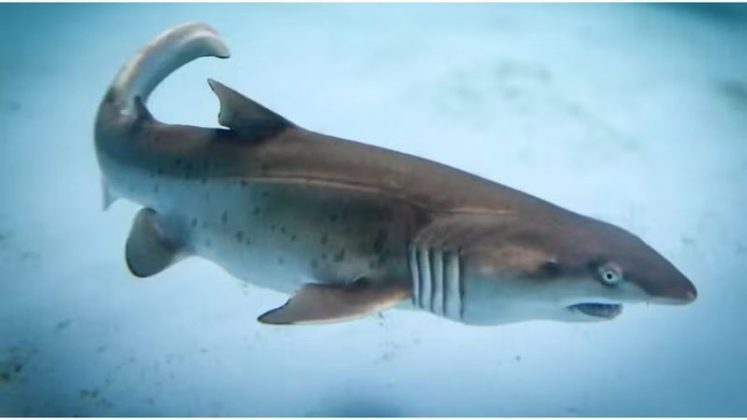 O Aquário de Sydney, na Austrália, anunciou o nascimento de um filhote de tubarão-mangona (Carcharias taurus), um marco significativo para a conservação da espécie, considerada criticamente ameaçada (Foto: X)