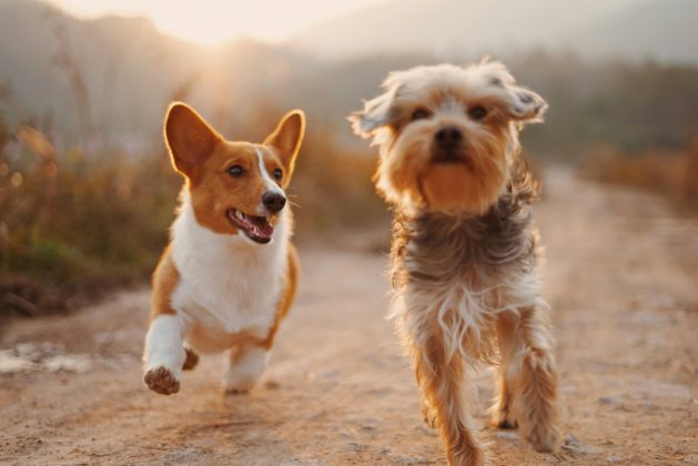 O estudo destaca que essa dificuldade de leitura não acontece apenas na interação com cães (Foto: Unsplash)