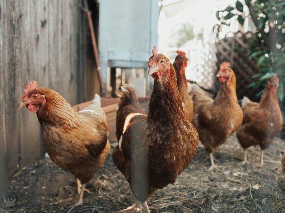 Galinha coloca ovo com formato incomum e intriga moradores de Minas Gerais (Foto: Unsplash)