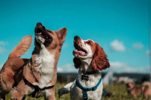 Uma pesquisa realizada por cientistas da Universidade Estadual do Arizona, nos Estados Unidos, sugere que os tutores de cães podem estar equivocando-se ao interpretar as emoções de seus animais de estimação (Foto: Unsplash)