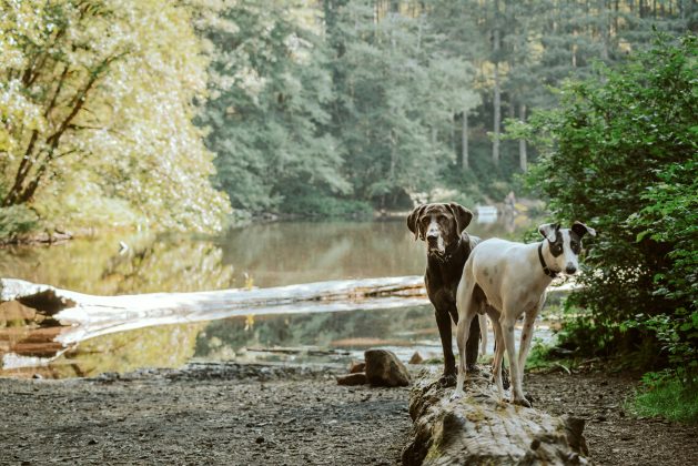 Para chegar a essa conclusão, os pesquisadores realizaram dois experimentos (Foto: Unsplash)